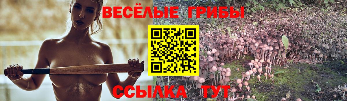 Псилоцибиновые грибы Psilocybe Зеленодольск